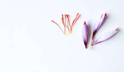 Fresh saffron flower and dried saffron threads on a white background. Copyspace.