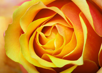 Fototapeta na wymiar gold and orange rose closeup