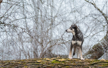 Dog climbing on a tree trunk in the nature