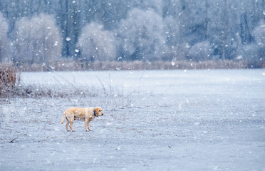 Sad labrador dog in snowfall