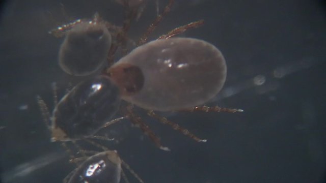 Close up Dog ticks and Flea under microscope for study in laboratory.