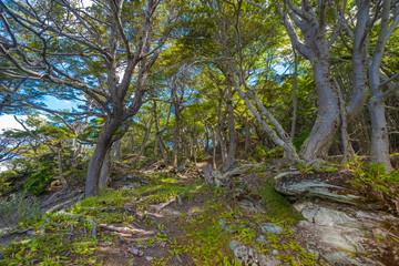Fototapeta na wymiar Subantarctic forest lansscape, Tierra del Fuego National Park, Ushuaia, Argentina