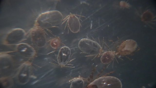 Close up Dog ticks and Flea under microscope for study in laboratory.