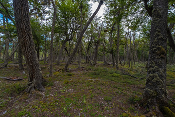 Subantarctic forest lansscape, Tierra del Fuego National Park, Ushuaia, Argentina