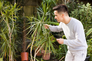 Adult man is taking care of blooming flowers on his work place in greenhouse