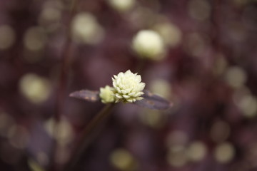 A tiny white flower with purple background 