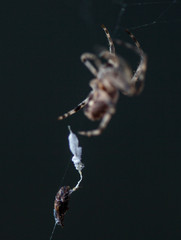 Araña con comida