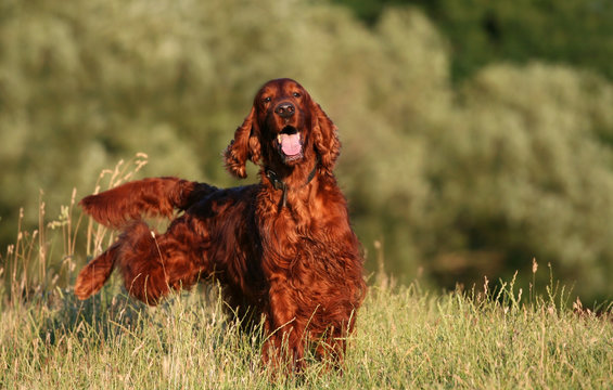Happy smling funny irish setter pet dog male peeing in the grass