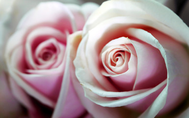 Delicate artistic closeup bouquet of tender romantic blooming Rose flower.