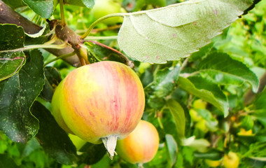 green apple weigh on a tree, branch of apple tree. Apple tree in the garden with juicy apples.