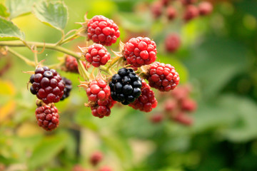 Branch of blackberry bush in the garden.