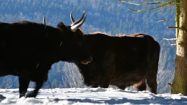 Heck cattle (Bos domesticus) bull under tree in the snow in winter and other male passing by. Attempt to breed back the extinct aurochs (Bos primigenius)