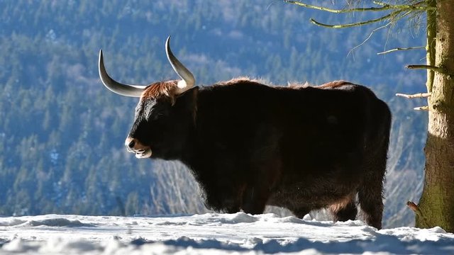Heck cattle (Bos domesticus) bull under tree in the snow in winter and other male passing by. Attempt to breed back the extinct aurochs (Bos primigenius)