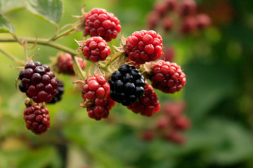 Branch of blackberry bush in the garden.