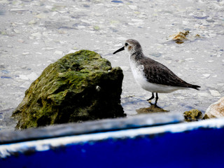 seagull on beach