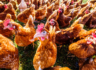 group of chicken at a farm