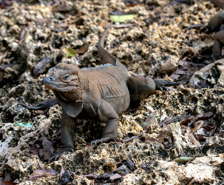 horned iguana. Caribbean reptile. Hispaniola island. Photographed in Santo Domingo in an enclosure for the conservation of the species.
