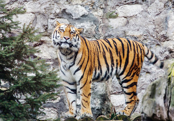Siberian tiger.  This is a predator from the cat family, which is one of the main representatives of the Panther genus.