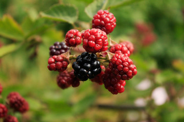 Branch of blackberry bush in the garden.