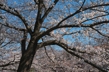 桜の木