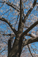 桜の木