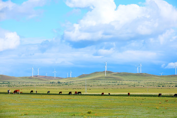 Fototapeta na wymiar A herd of cattle are eating grass on the grassland