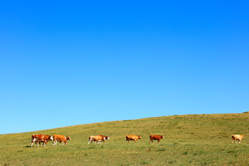 Fototapeta premium A herd of cattle are eating grass on the grassland