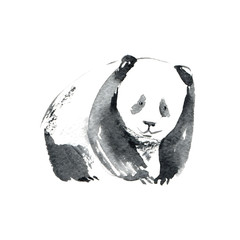 Panda animal.Watercolor hand drawn illustration.White background.	