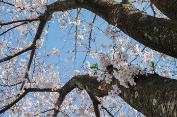 桜の木