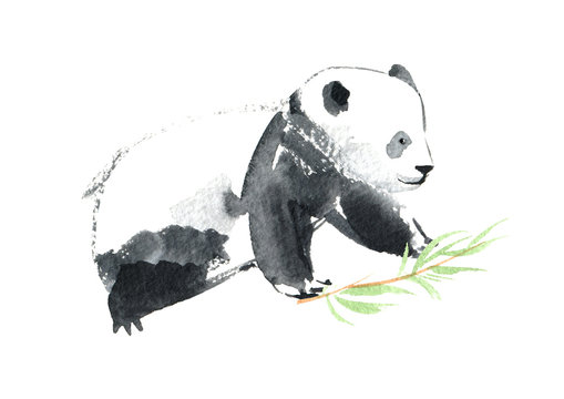Panda and bamboo.Watercolor hand drawn illustration.White background.	