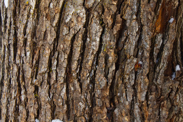 Fototapeta premium Oak. Wooden texture.