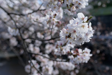 桜の花