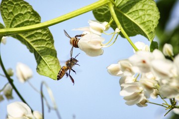 Close-Up Of Bee Pollinating Flower - obrazy, fototapety, plakaty