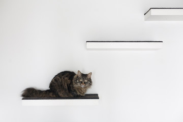 Beautiful cat lying on a shelf at home