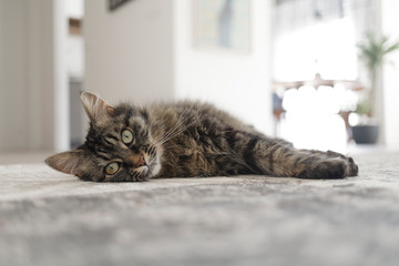 Beautiful cat lying on a carpet at home