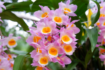 Sweet orchid flower blooming in the garden.