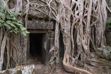 Die Tempelanlage Ta Prohm in Kambodscha