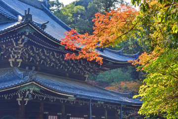 Fototapeta premium 泉涌寺 紅葉