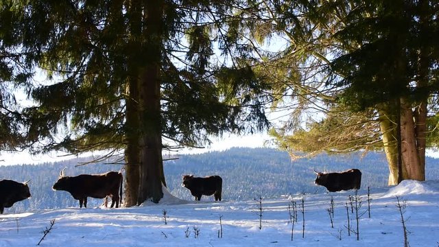 Heck cattle (Bos domesticus) bull meeting cow under tree in the snow in winter. Attempt to breed back the extinct aurochs (Bos primigenius)