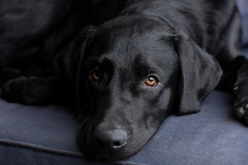 Black labrador Puppy Portrait