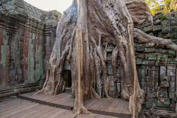 Naklejka premium Die Tempelanlage Ta Prohm in Kambodscha