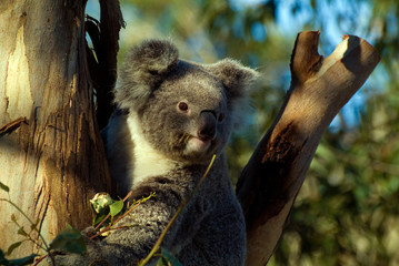 Australia Zoology