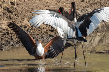 Stand-off between raptor and stork pair