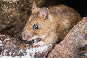Wood mouse