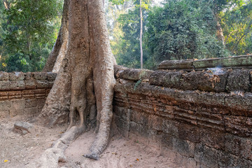 Die Tempelanlage Ta Prohm in Kambodscha