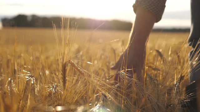 Close up of male hand moving over wheat growing on the plantation. Young man walking through the barley field and gently touching golden ears of crop. Sunlight at background. Rear view Slow motion