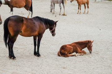 Horse and foal on sand