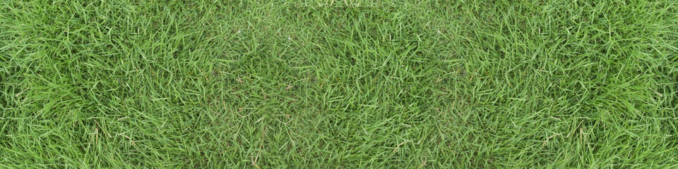 Green grass texture background. panorama picture