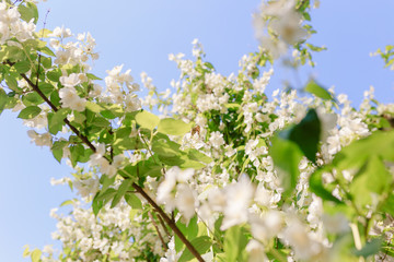 Apple tree flowers in spring with yellow butterfly