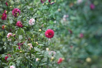 A Natural Flower And Flowering Plant